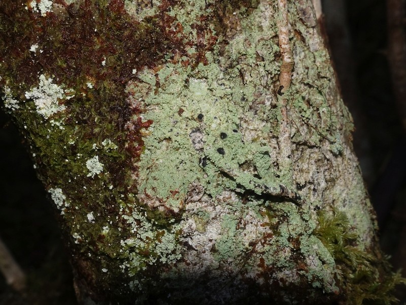 Megalaria pulverea photo 6
