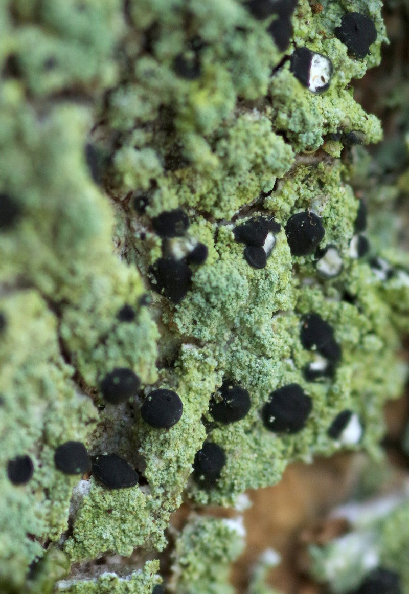 Megalaria pulverea photo 7