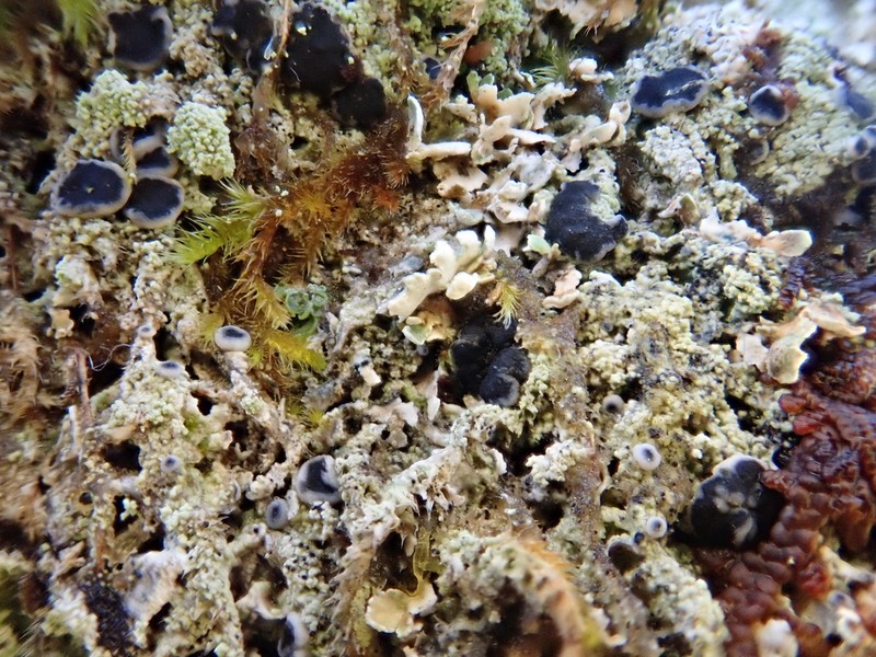 Megalaria pulverea photo 8