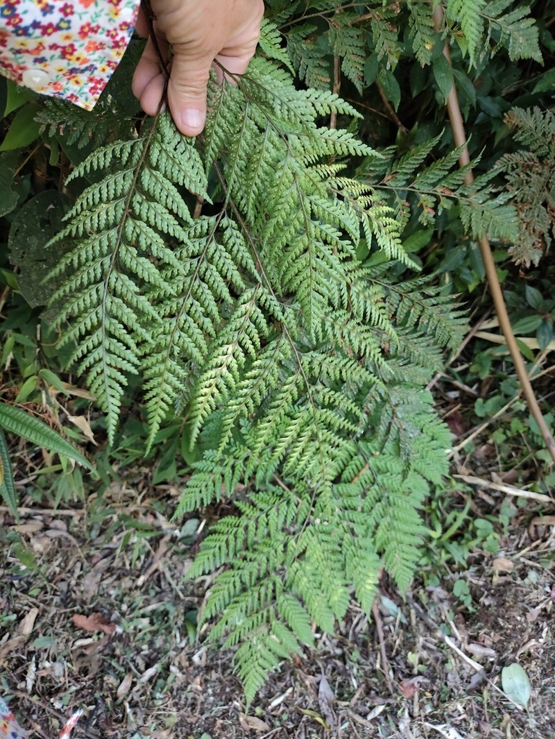 Megalastrum abundans