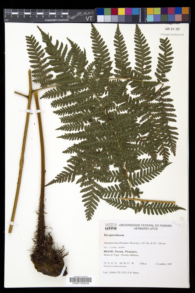 Megalastrum abundans photo 2