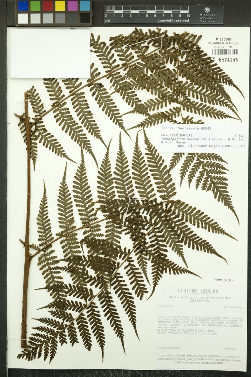 Megalastrum acrosorum