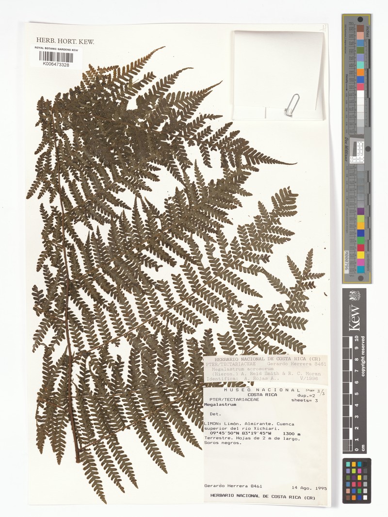Megalastrum acrosorum photo 3