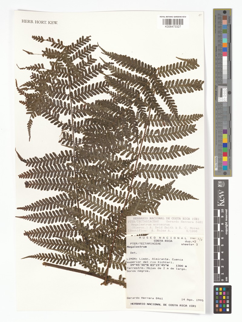 Megalastrum acrosorum photo 4