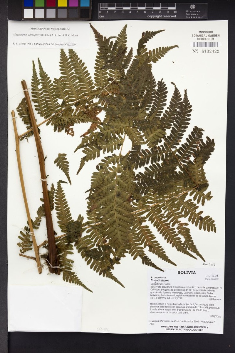 Megalastrum adenopteris