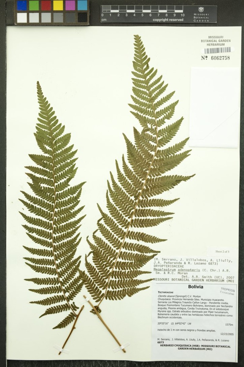 Megalastrum adenopteris photo 2