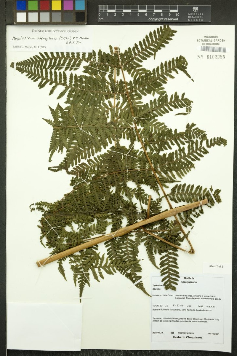 Megalastrum adenopteris photo 3