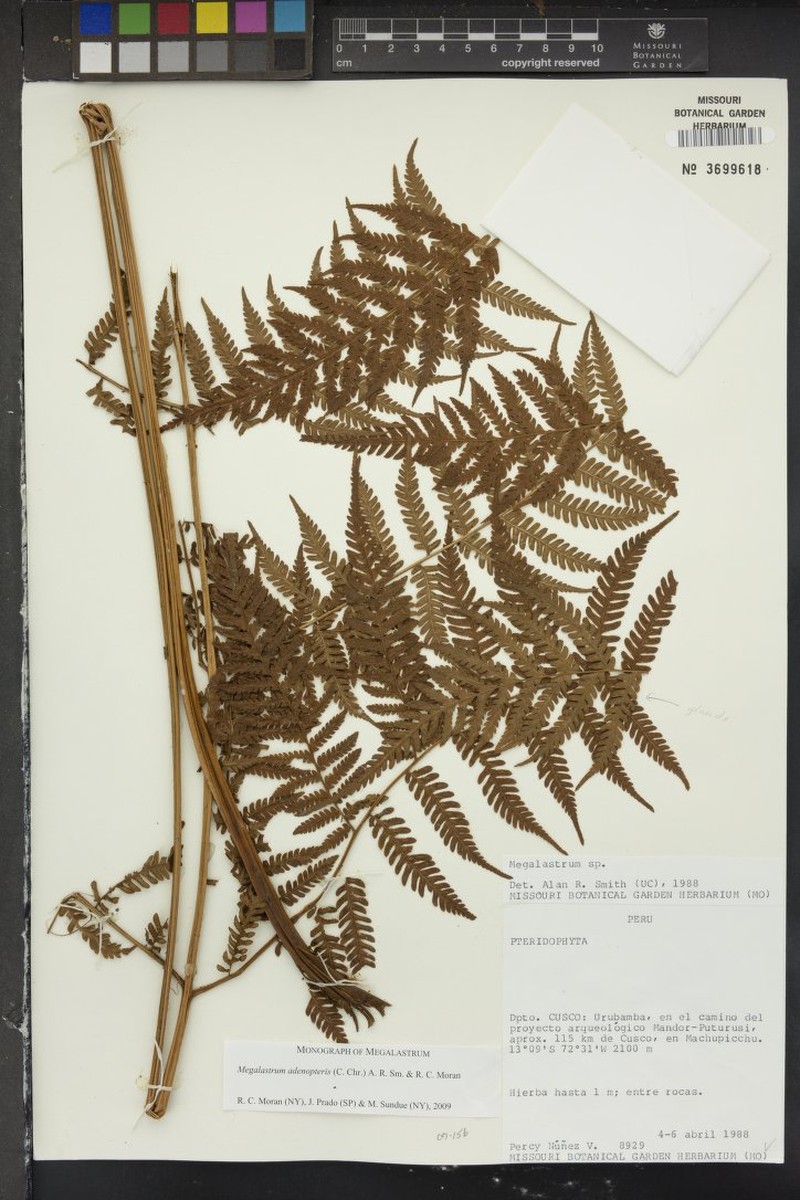 Megalastrum adenopteris photo 4