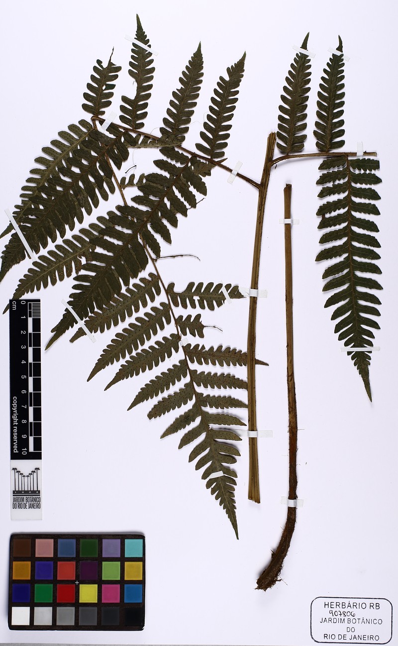 Megalastrum albidum