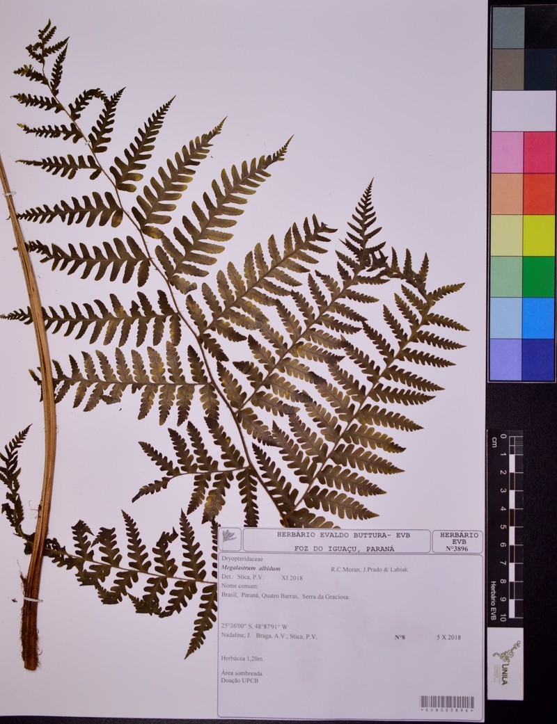 Megalastrum albidum photo 2