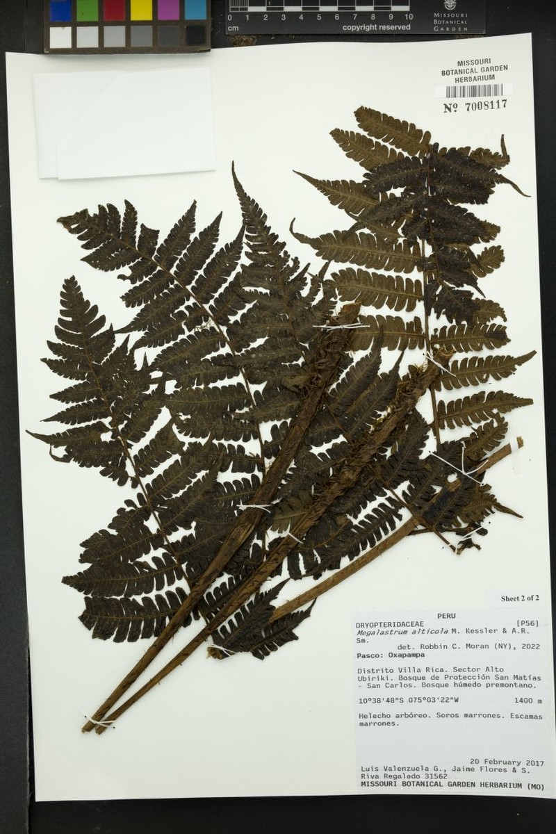 Megalastrum alticola