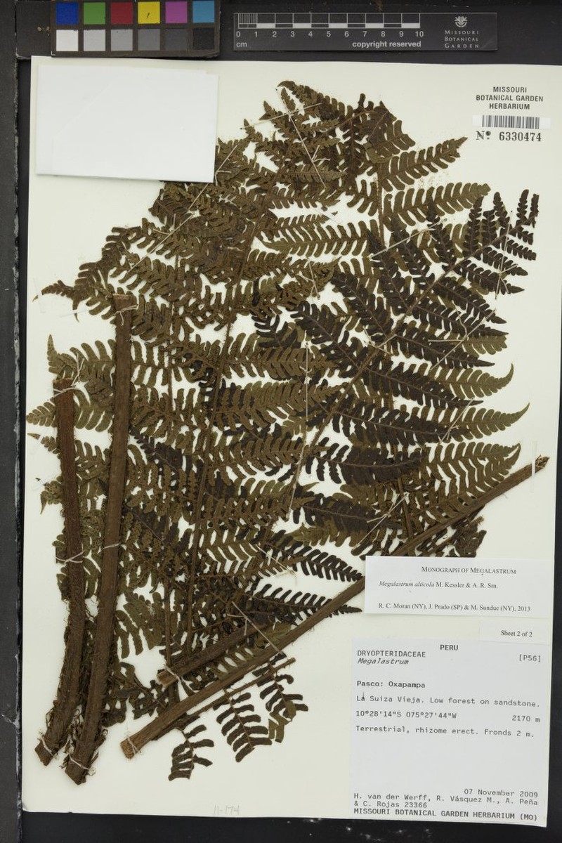 Megalastrum alticola photo 2