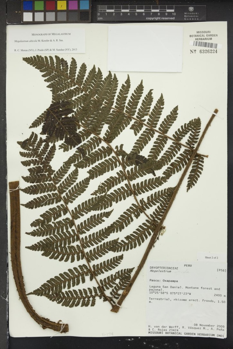 Megalastrum alticola photo 3