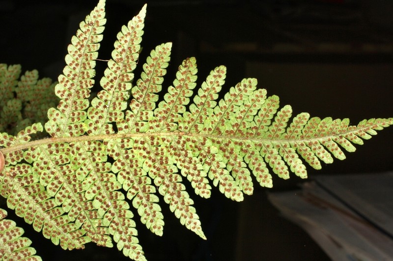 Megalastrum andicola