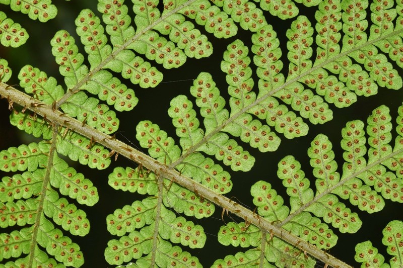 Megalastrum andicola photo 2
