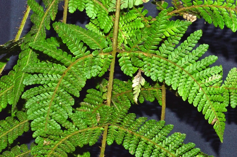 Megalastrum andicola photo 3