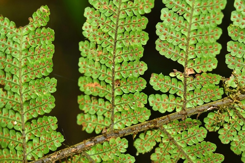 Megalastrum andicola photo 4