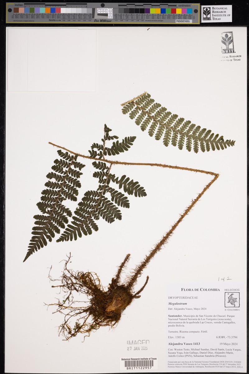 Megalastrum andicola photo 6