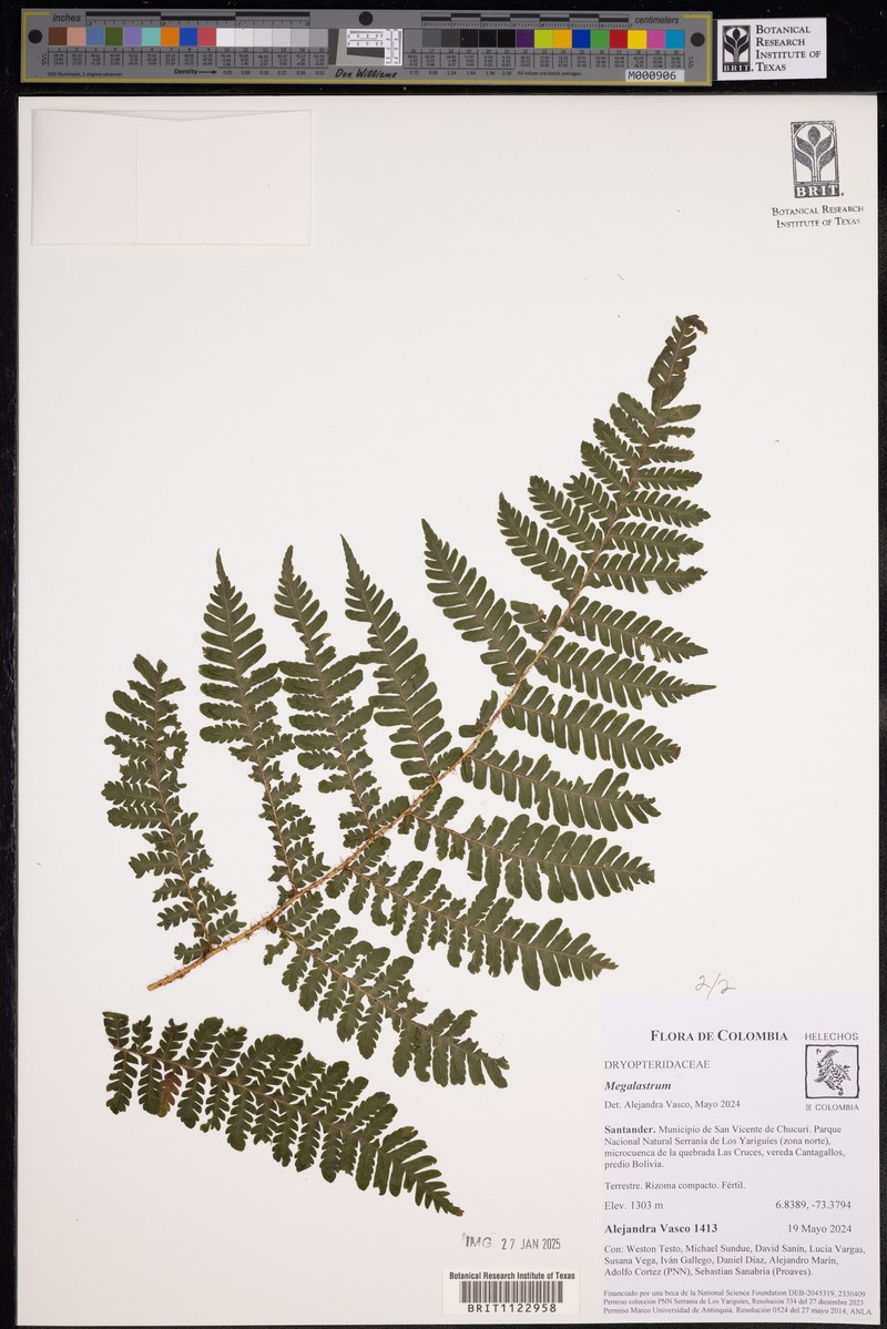 Megalastrum andicola photo 8