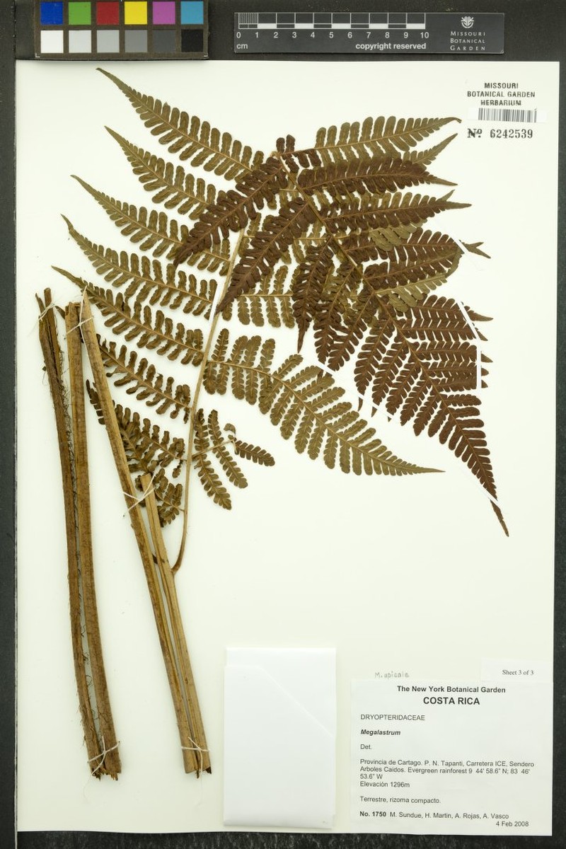 Megalastrum apicale
