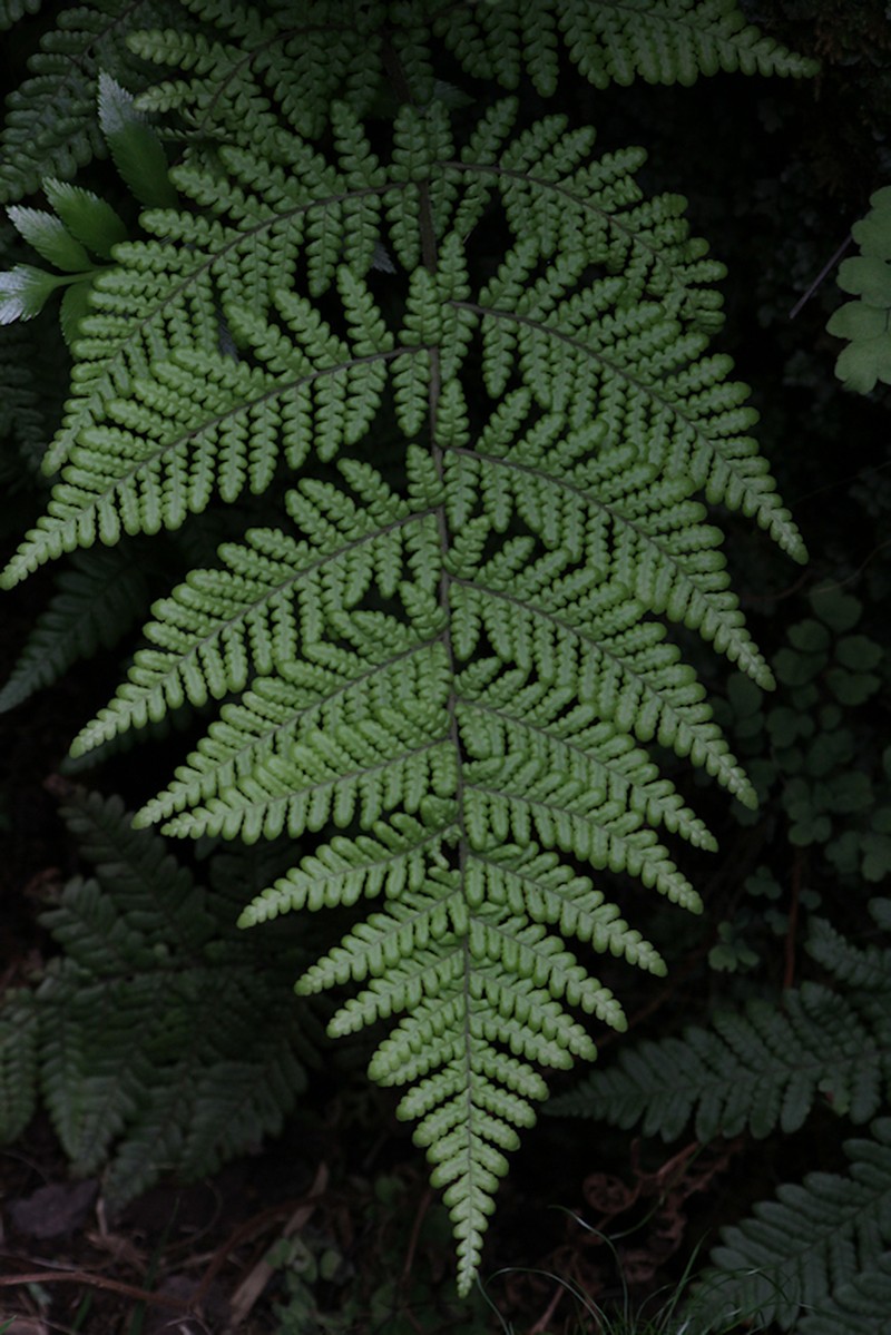 Megalastrum aquilinum photo 3