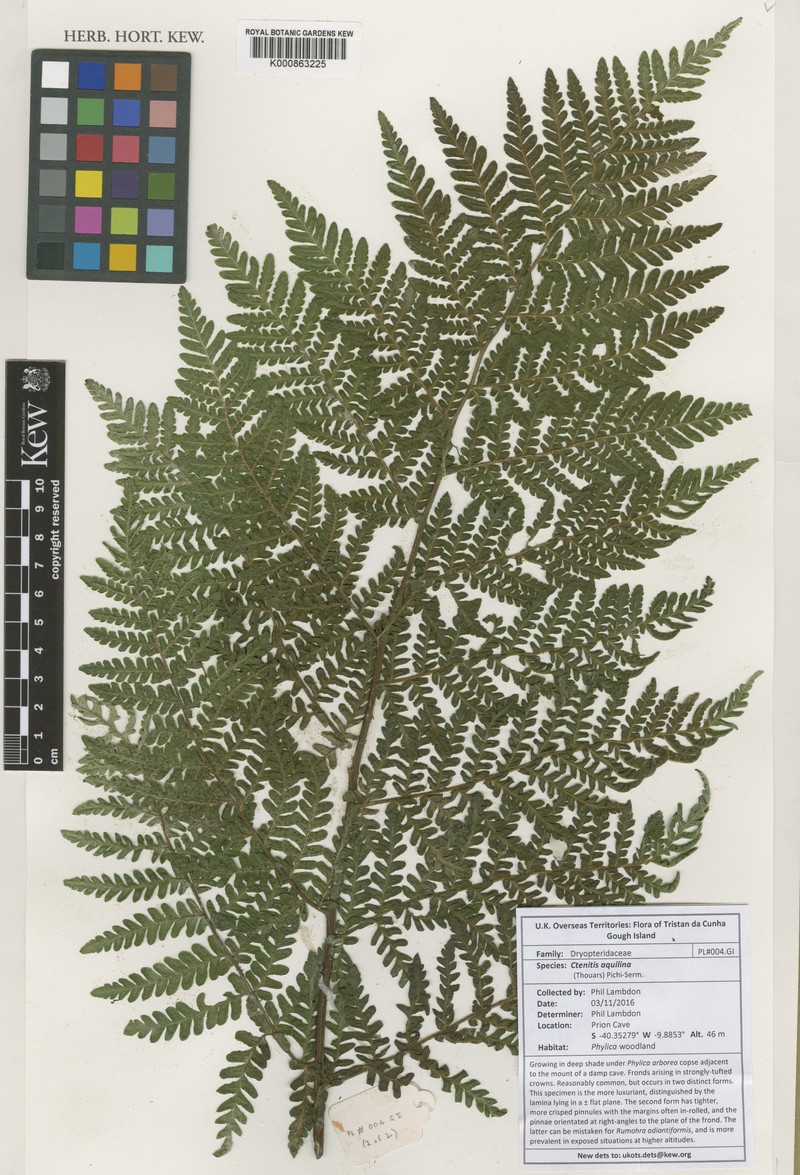 Megalastrum aquilinum photo 4