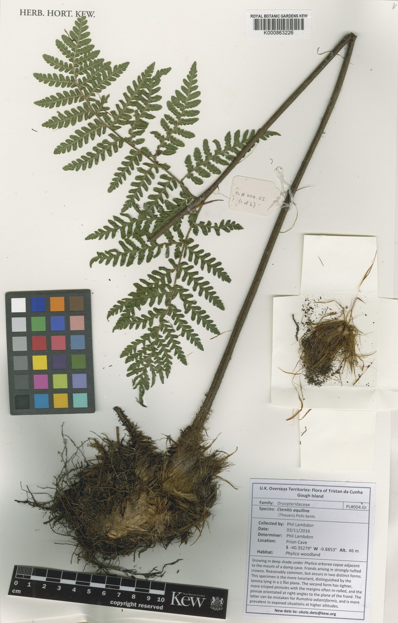 Megalastrum aquilinum photo 5