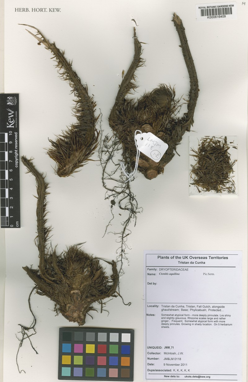 Megalastrum aquilinum photo 6
