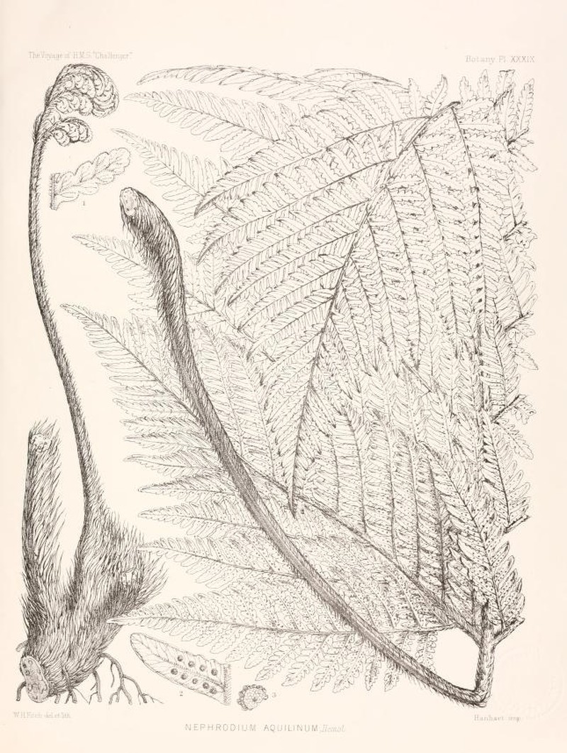Megalastrum aquilinum