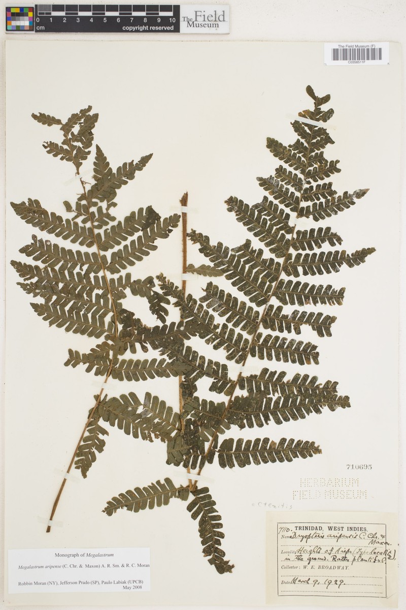 Megalastrum aripense