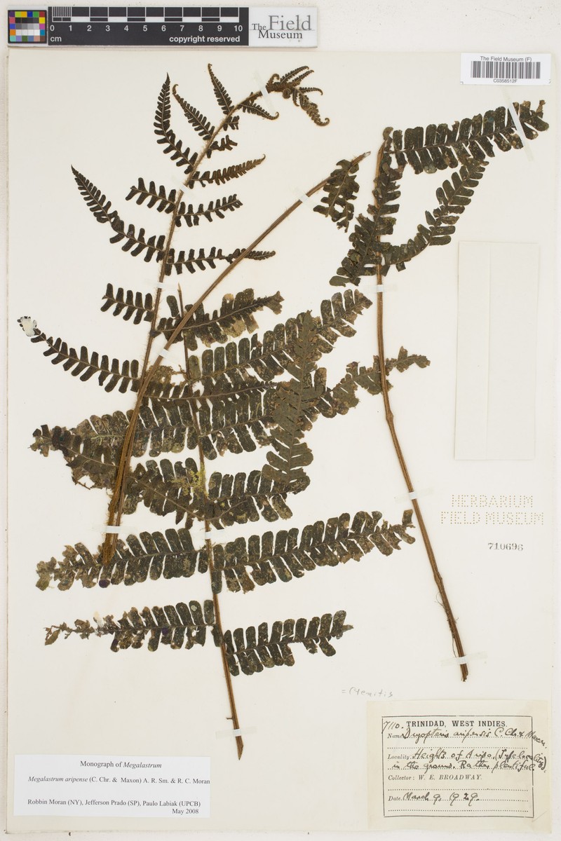 Megalastrum aripense photo 2