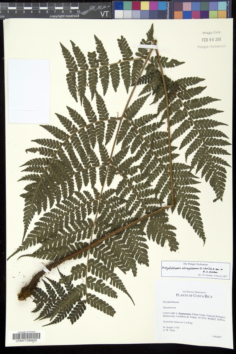 Megalastrum atrogriseum