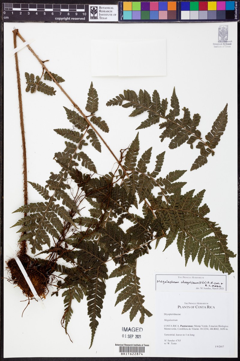 Megalastrum atrogriseum photo 2