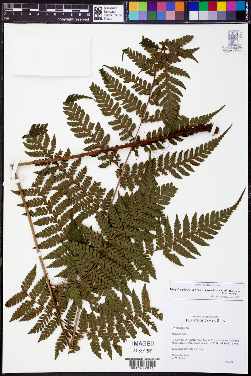 Megalastrum atrogriseum photo 3
