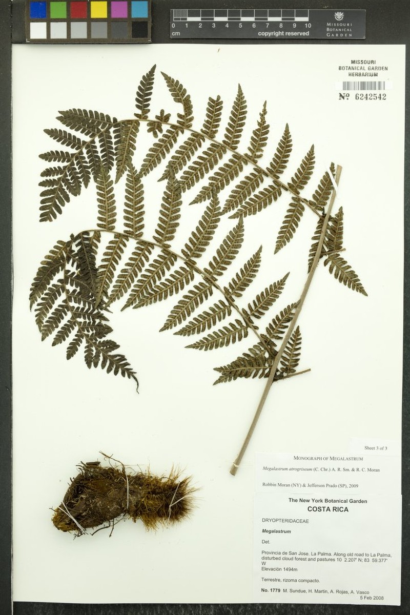 Megalastrum atrogriseum photo 4
