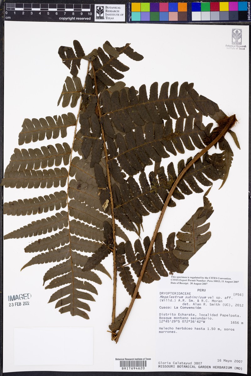 Megalastrum aureisquama