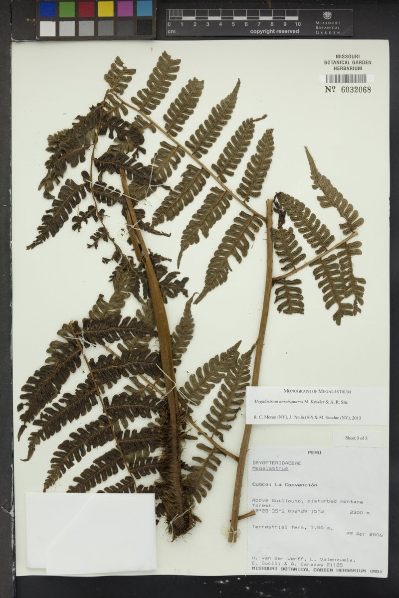 Megalastrum aureisquama photo 2