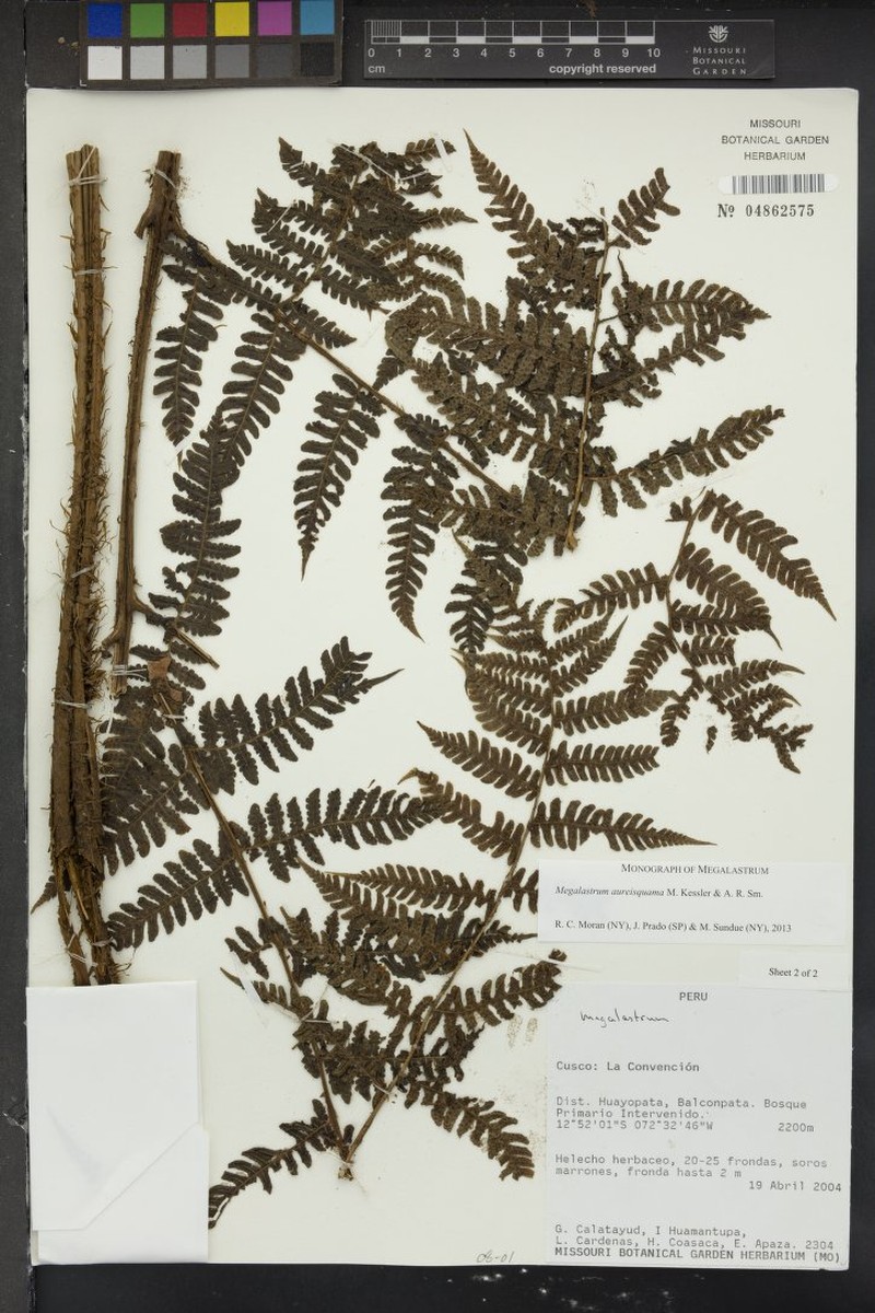 Megalastrum aureisquama photo 3