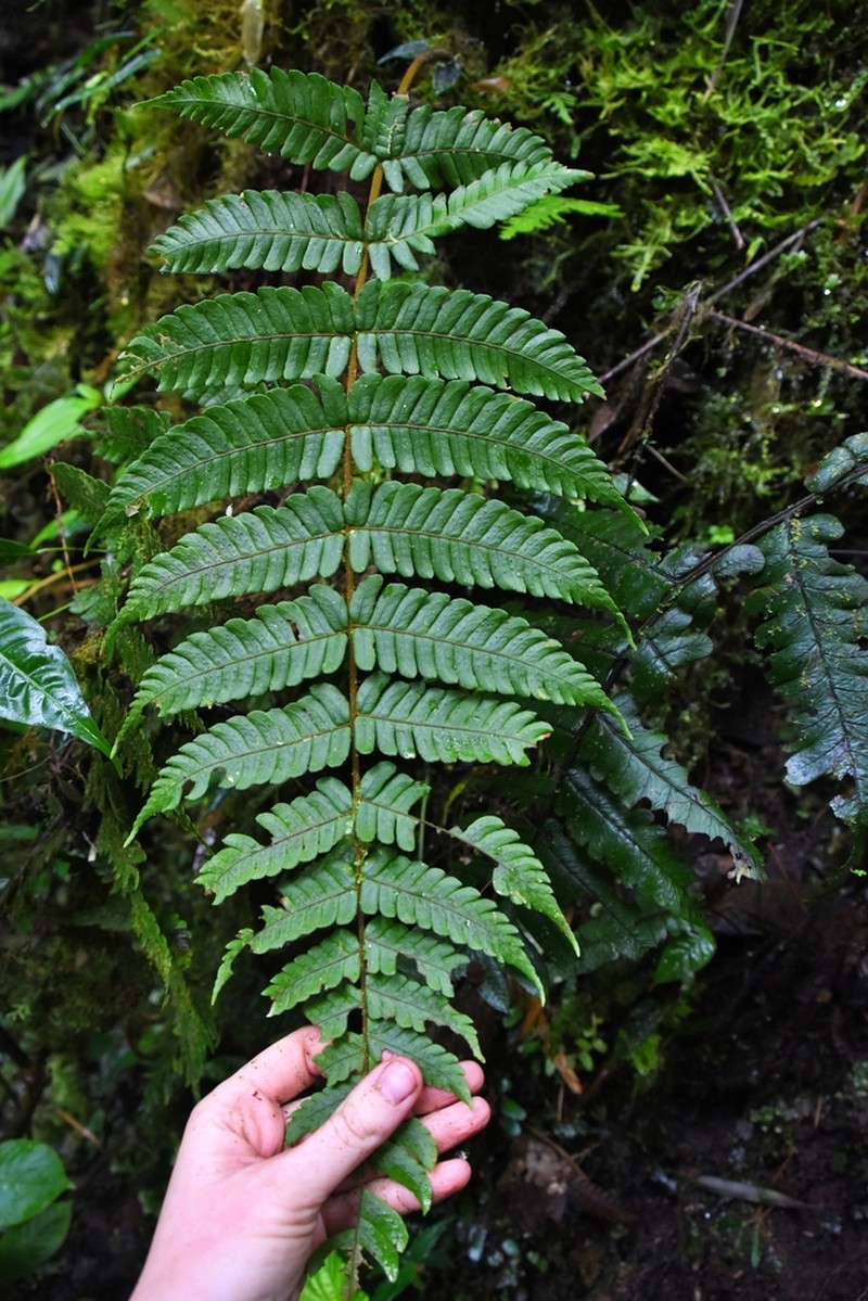 Megalastrum biseriale