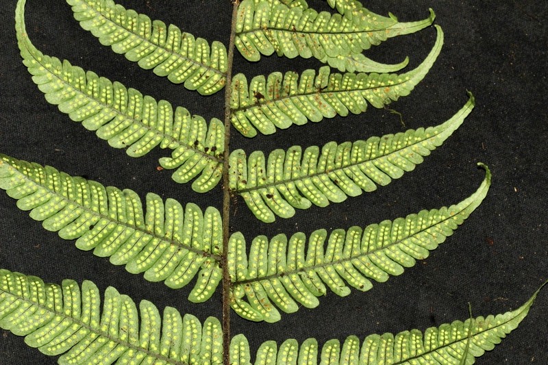 Megalastrum biseriale photo 2