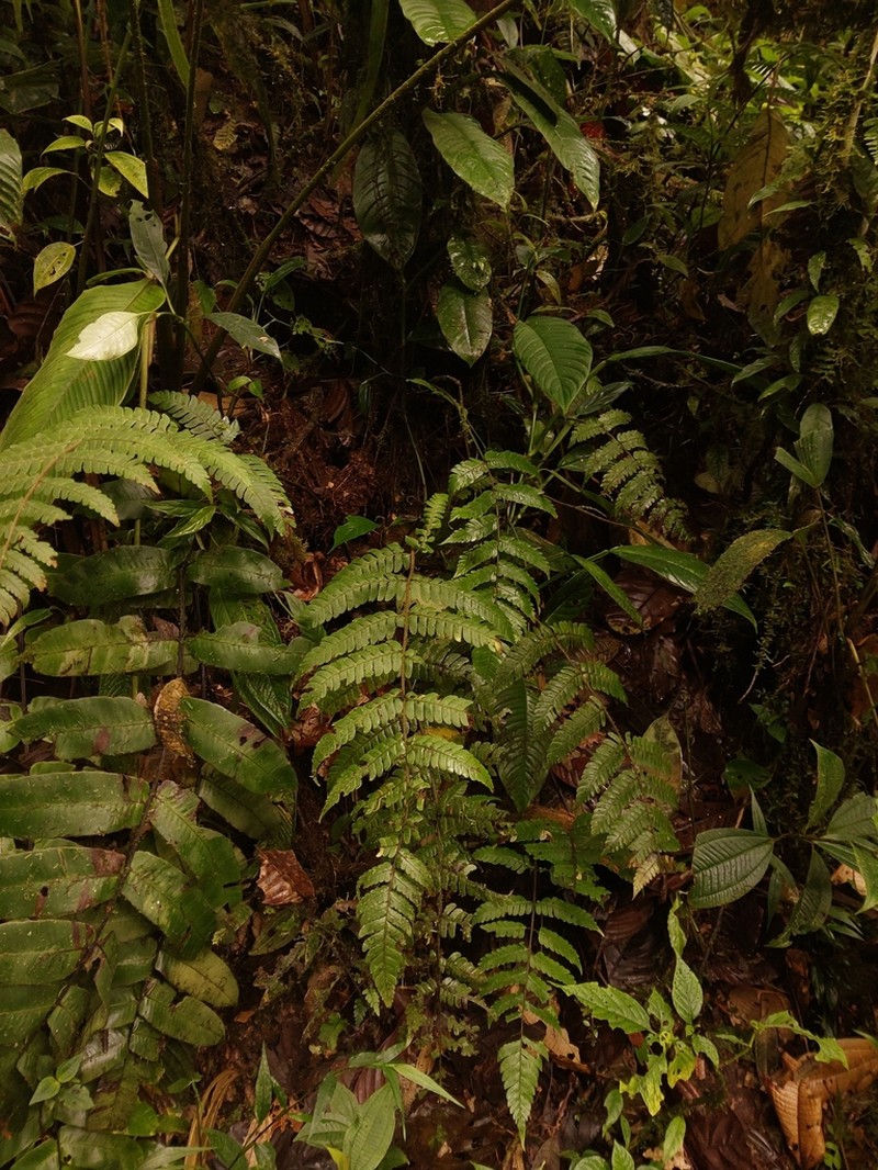 Megalastrum biseriale photo 3