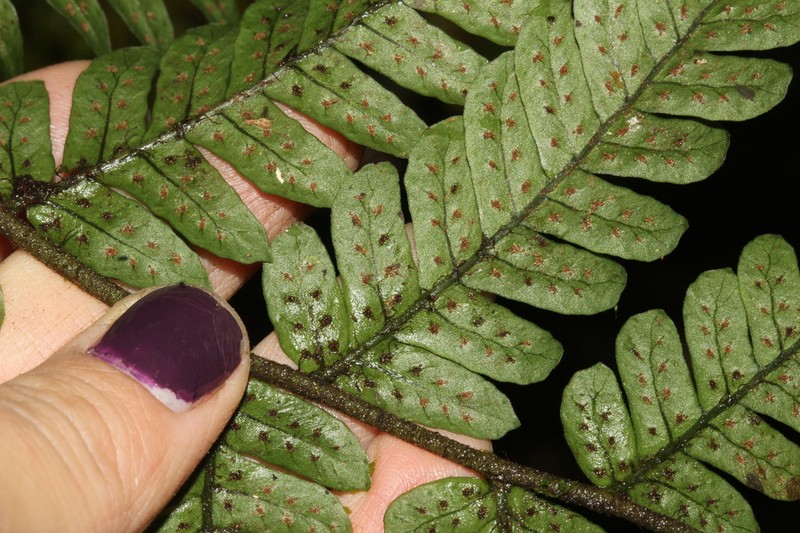 Megalastrum biseriale photo 4