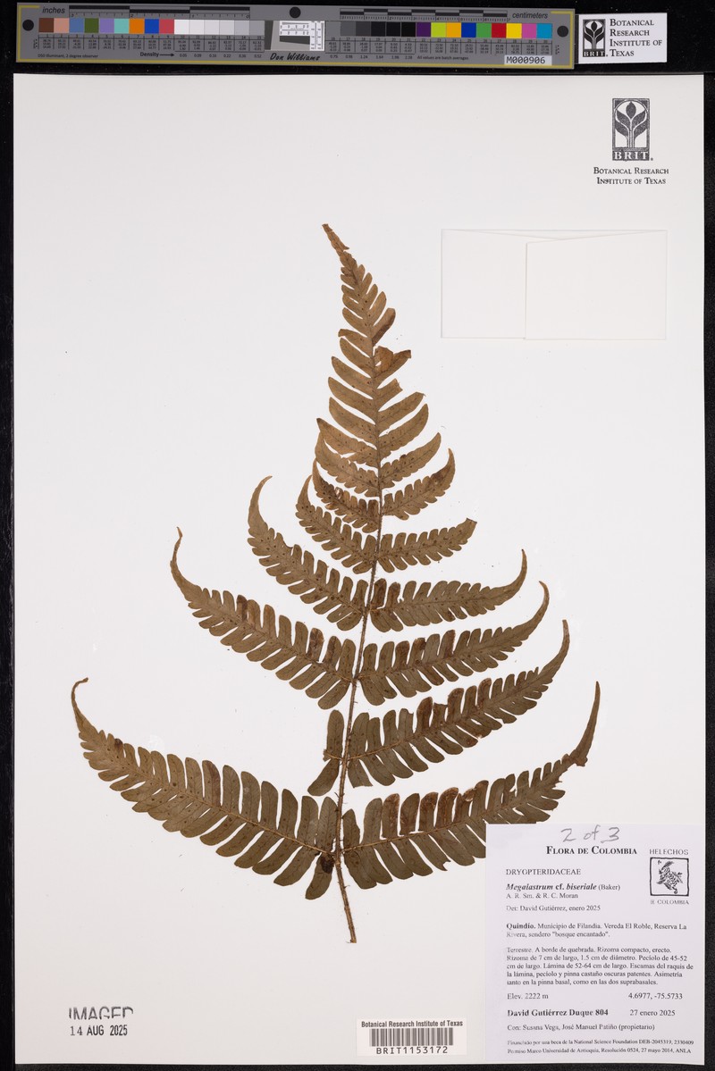 Megalastrum biseriale photo 5