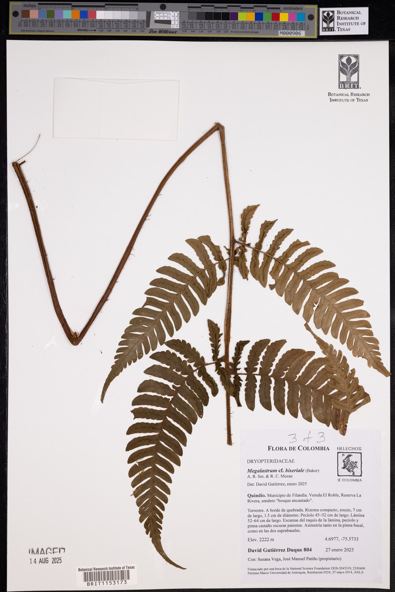 Megalastrum biseriale photo 6
