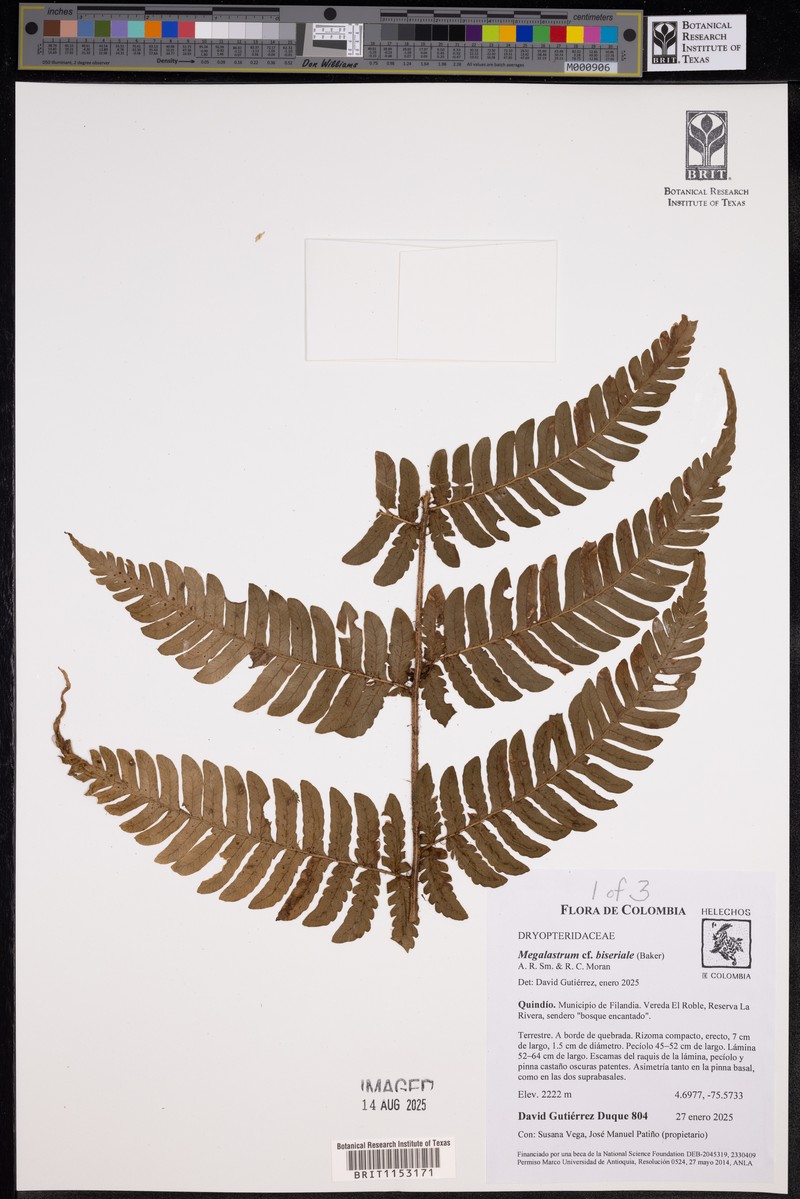 Megalastrum biseriale photo 7
