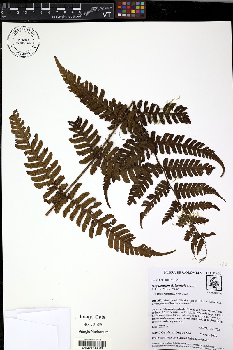 Megalastrum biseriale photo 8