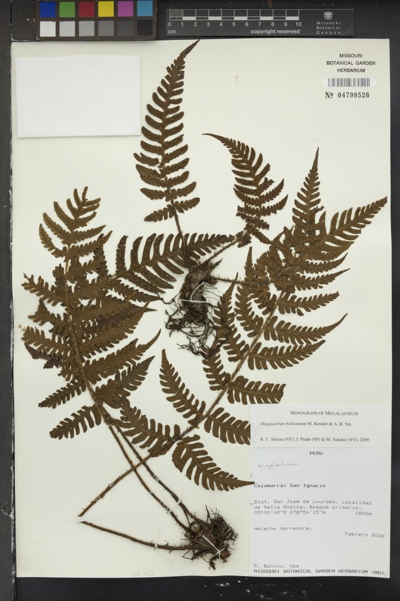 Megalastrum bolivianum