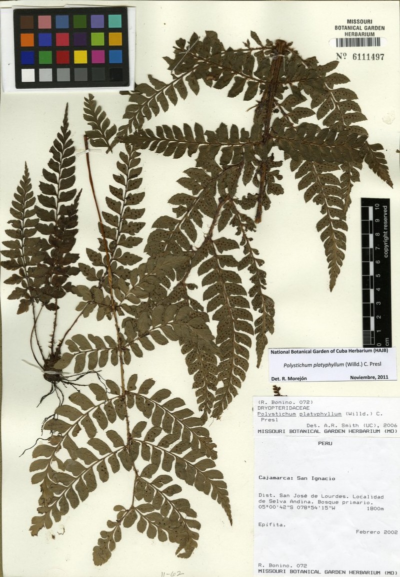 Megalastrum bolivianum photo 2