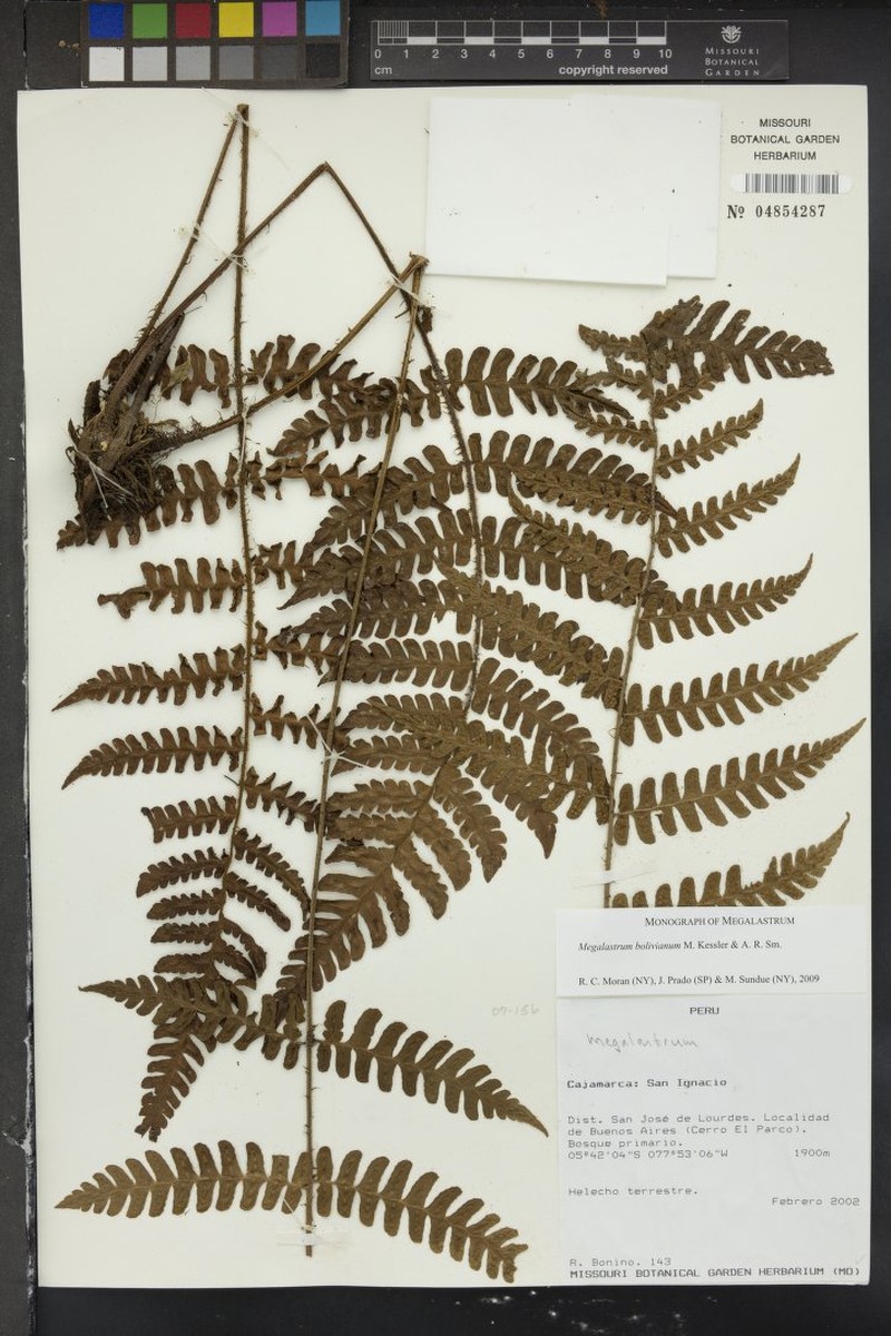 Megalastrum bolivianum photo 3