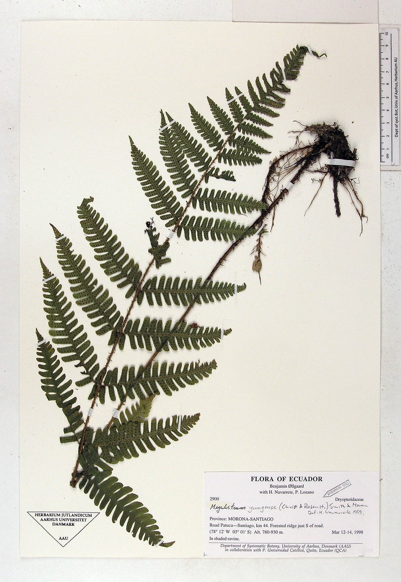 Megalastrum bolivianum photo 4